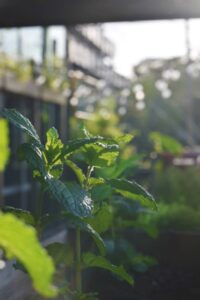 Killjoy patio plants