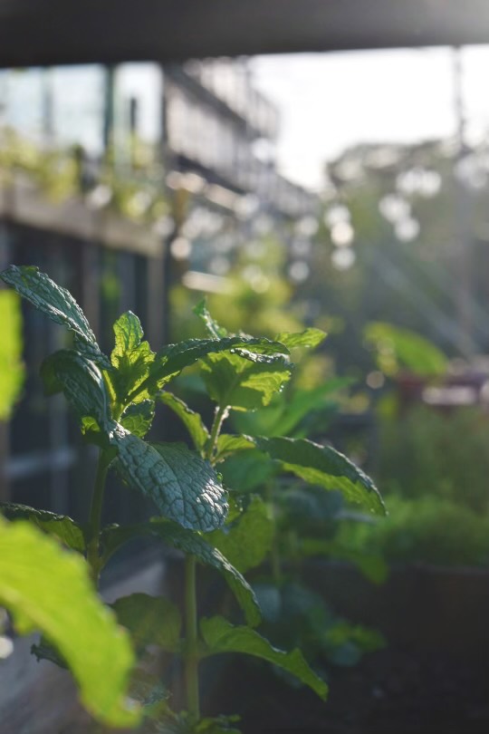 Killjoy patio plants