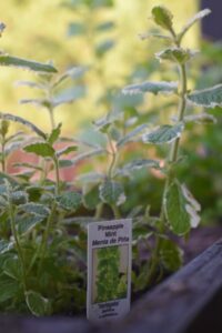 Killjoy patio plants
