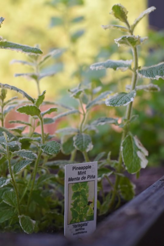 Killjoy patio plants