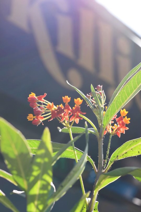 Killjoy patio plants
