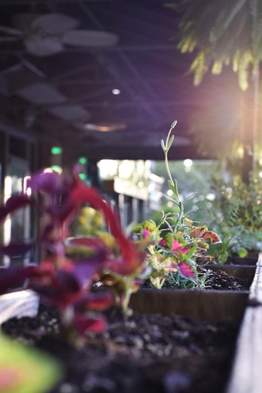 Killjoy patio plants