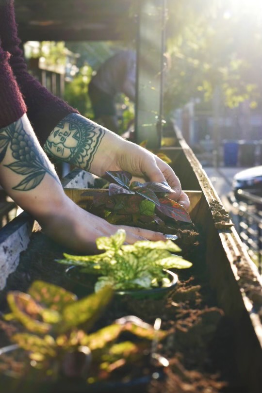 Killjoy patio plants