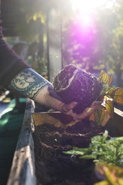 Killjoy patio plants