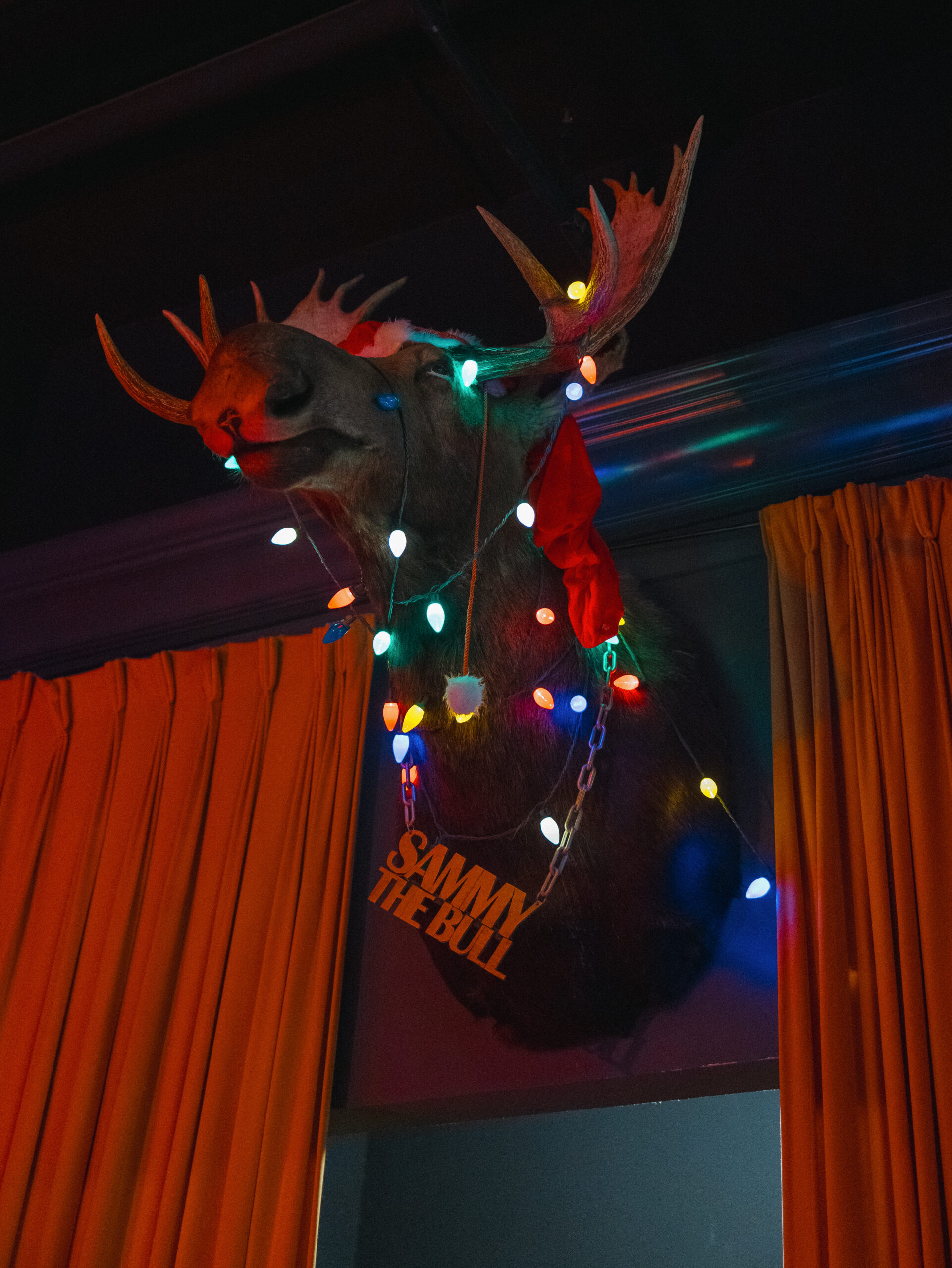 Miracle at Killjoy - Stuffed Moose With Lights Hanging Around it